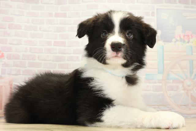 愛知県のボーダーコリー (Coo&RIKU東海一宮店/2025年10月14日生まれ/男の子/ブラックホワイト)の子犬の2枚目の画像