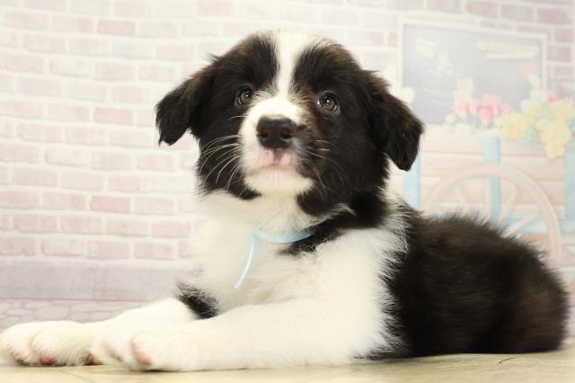 愛知県のボーダーコリー (Coo&RIKU東海一宮店/2025年10月14日生まれ/男の子/ブラックホワイト)の子犬の3枚目の画像