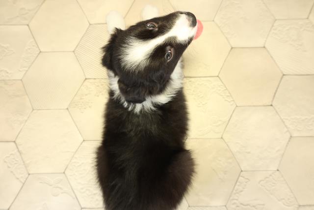 愛知県のボーダーコリー (Coo&RIKU東海一宮店/2025年10月14日生まれ/男の子/ブラックホワイト)の子犬の4枚目の画像