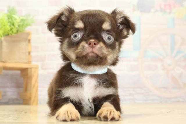 岐阜県のチワワ(ロング) (Coo&RIKU岐南店/2025年10月12日生まれ/男の子/チョコレートタン)の子犬の1枚目の画像