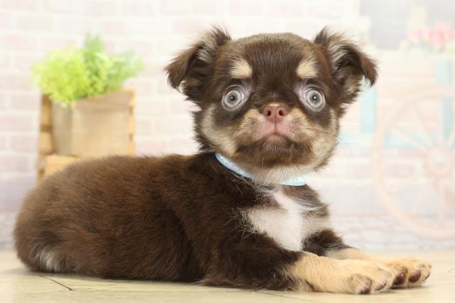 岐阜県のチワワ(ロング) (Coo&RIKU岐南店/2025年10月12日生まれ/男の子/チョコレートタン)の子犬の2枚目の画像