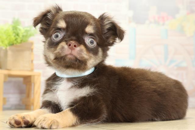 岐阜県のチワワ(ロング) (Coo&RIKU岐南店/2025年10月12日生まれ/男の子/チョコレートタン)の子犬の3枚目の画像