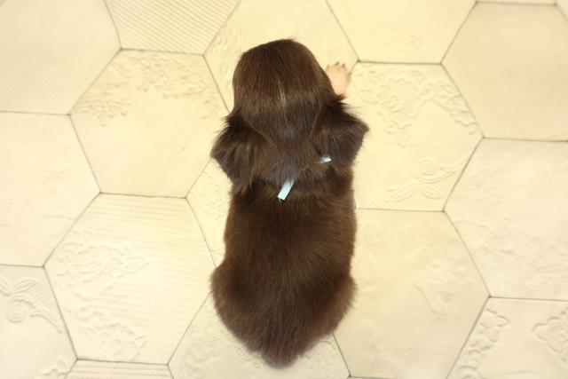 岐阜県のチワワ(ロング) (Coo&RIKU岐南店/2025年10月12日生まれ/男の子/チョコレートタン)の子犬の4枚目の画像