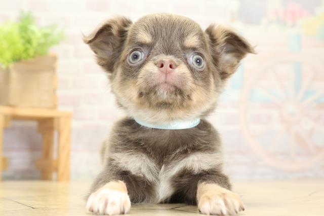 愛知県のチワワ(ロング) (Coo&RIKU東海一宮店/2025年10月12日生まれ/男の子/イザベラタン)の子犬の1枚目の画像