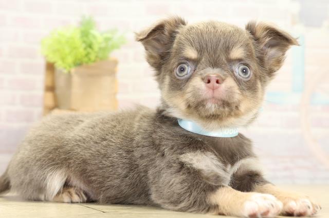 愛知県のチワワ(ロング) (Coo&RIKU東海一宮店/2025年10月12日生まれ/男の子/イザベラタン)の子犬の2枚目の画像