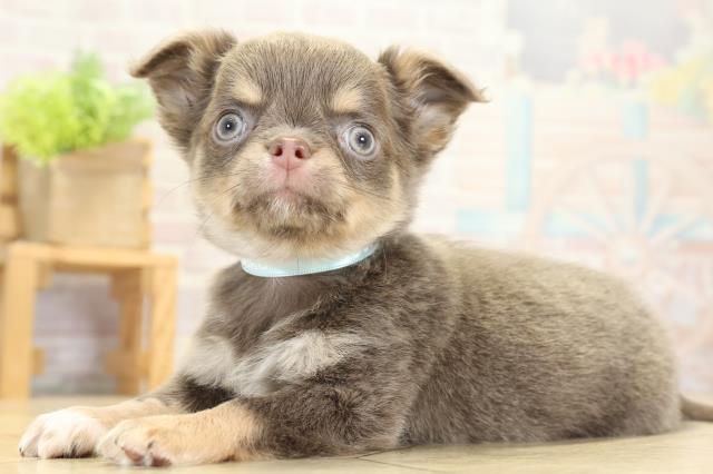 愛知県のチワワ(ロング) (Coo&RIKU東海一宮店/2025年10月12日生まれ/男の子/イザベラタン)の子犬の3枚目の画像