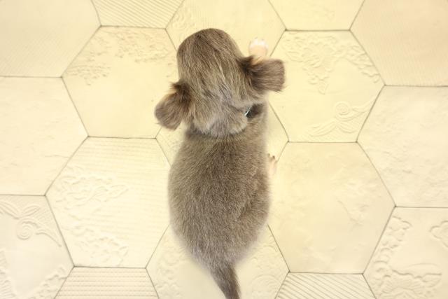 愛知県のチワワ(ロング) (Coo&RIKU東海一宮店/2025年10月12日生まれ/男の子/イザベラタン)の子犬の4枚目の画像