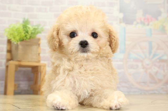 愛知県のトイプードル(ティーカップ) (Coo&RIKU春日井店/2025年10月10日生まれ/男の子/ペールフォーン)の子犬の1枚目の画像