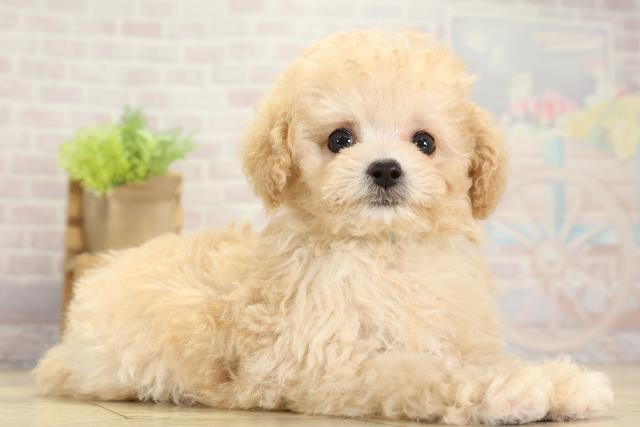 愛知県のトイプードル(ティーカップ) (Coo&RIKU春日井店/2025年10月10日生まれ/男の子/ペールフォーン)の子犬の2枚目の画像