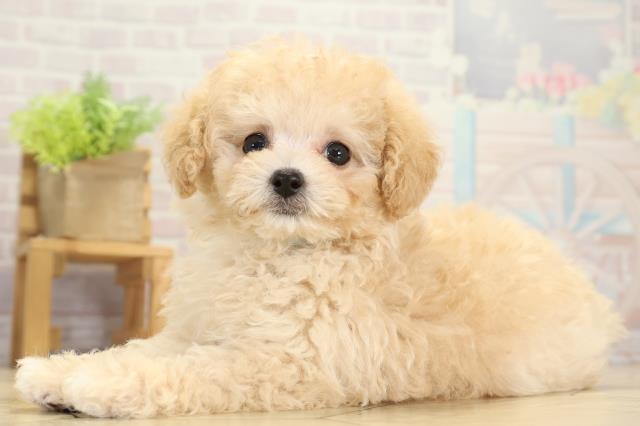 愛知県のトイプードル(ティーカップ) (Coo&RIKU春日井店/2025年10月10日生まれ/男の子/ペールフォーン)の子犬の3枚目の画像