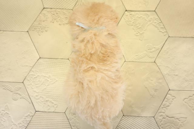 愛知県のトイプードル(ティーカップ) (Coo&RIKU春日井店/2025年10月10日生まれ/男の子/ペールフォーン)の子犬の4枚目の画像