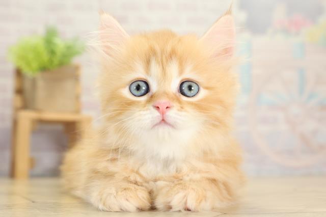 愛知県のラガマフィン (Coo&RIKU春日井店/2025年10月15日生まれ/男の子/レッドタビーホワイト)の子猫の1枚目の画像