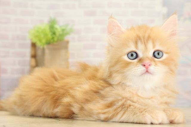 愛知県のラガマフィン (Coo&RIKU春日井店/2025年10月15日生まれ/男の子/レッドタビーホワイト)の子猫の2枚目の画像