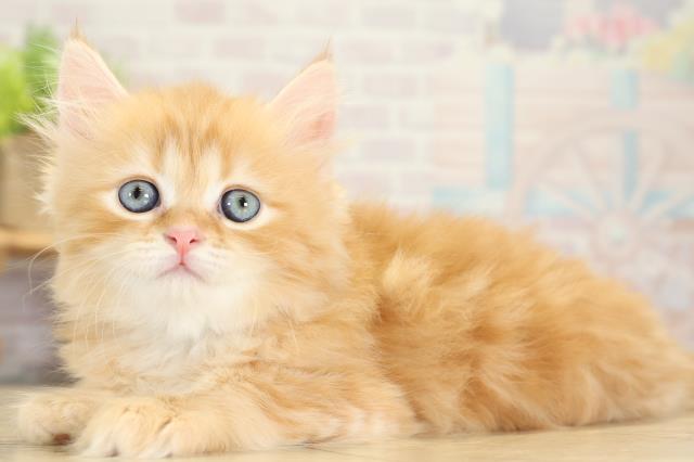 愛知県のラガマフィン (Coo&RIKU春日井店/2025年10月15日生まれ/男の子/レッドタビーホワイト)の子猫の3枚目の画像