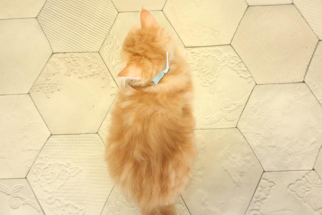 愛知県のラガマフィン (Coo&RIKU春日井店/2025年10月15日生まれ/男の子/レッドタビーホワイト)の子猫の4枚目の画像