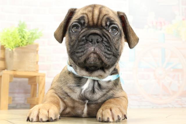 愛知県のフレンチブルドッグ (Coo&RIKU春日井店/2025年10月12日生まれ/男の子/フォーン)の子犬の1枚目の画像