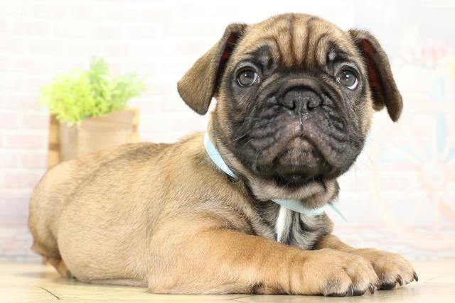 愛知県のフレンチブルドッグ (Coo&RIKU春日井店/2025年10月12日生まれ/男の子/フォーン)の子犬の2枚目の画像