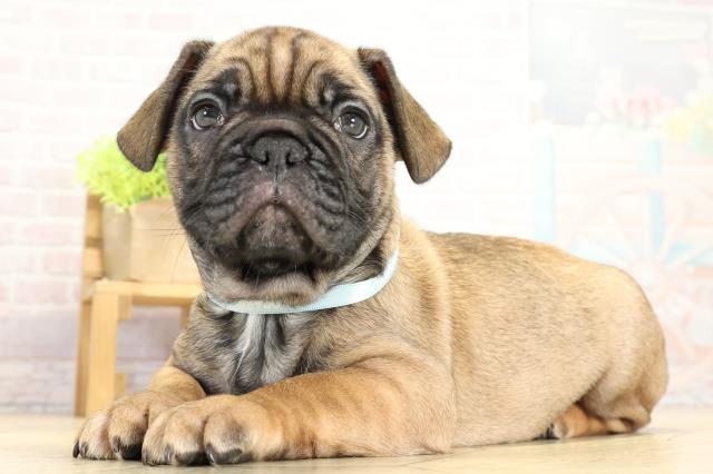 愛知県のフレンチブルドッグ (Coo&RIKU春日井店/2025年10月12日生まれ/男の子/フォーン)の子犬の3枚目の画像