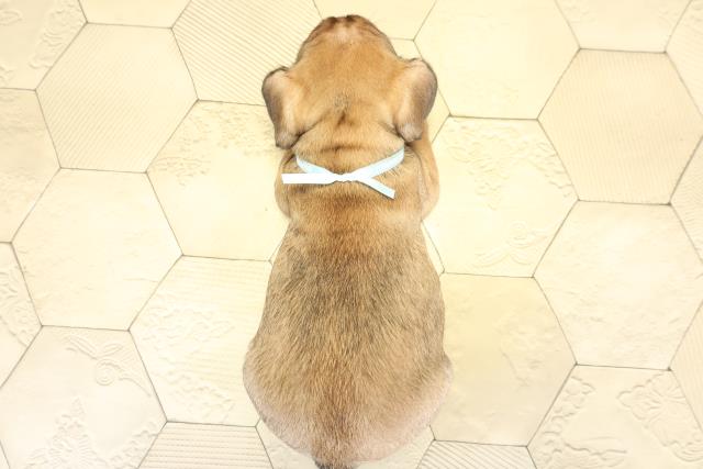 愛知県のフレンチブルドッグ (Coo&RIKU春日井店/2025年10月12日生まれ/男の子/フォーン)の子犬の4枚目の画像