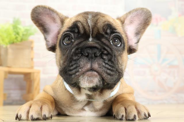 岐阜県のフレンチブルドッグ (Coo&RIKU岐南店/2025年10月12日生まれ/男の子/フォーン)の子犬の1枚目の画像