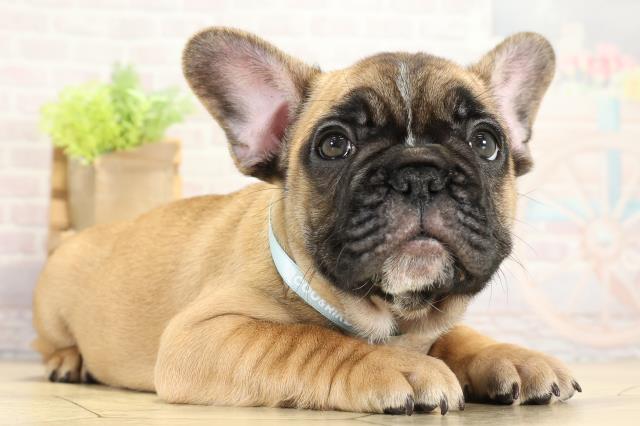 岐阜県のフレンチブルドッグ (Coo&RIKU岐南店/2025年10月12日生まれ/男の子/フォーン)の子犬の2枚目の画像