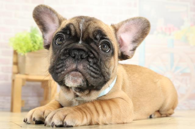 岐阜県のフレンチブルドッグ (Coo&RIKU岐南店/2025年10月12日生まれ/男の子/フォーン)の子犬の3枚目の画像