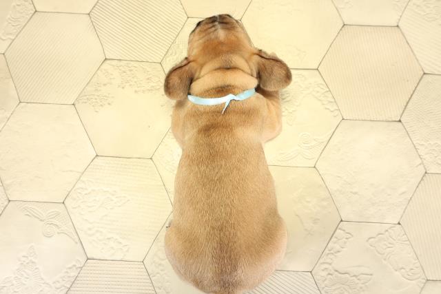 岐阜県のフレンチブルドッグ (Coo&RIKU岐南店/2025年10月12日生まれ/男の子/フォーン)の子犬の4枚目の画像