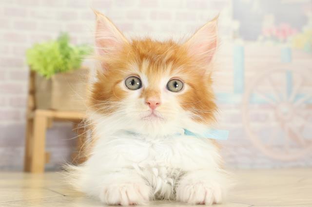 静岡県のメインクーン (Coo&RIKU静岡SBS通り店/2025年10月13日生まれ/男の子/レッドタビーホワイト)の子猫の1枚目の画像