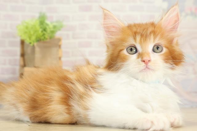 静岡県のメインクーン (Coo&RIKU静岡SBS通り店/2025年10月13日生まれ/男の子/レッドタビーホワイト)の子猫の2枚目の画像