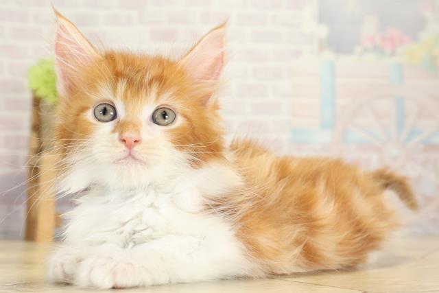 静岡県のメインクーン (Coo&RIKU静岡SBS通り店/2025年10月13日生まれ/男の子/レッドタビーホワイト)の子猫の3枚目の画像