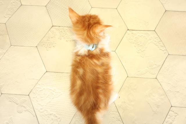 静岡県のメインクーン (Coo&RIKU静岡SBS通り店/2025年10月13日生まれ/男の子/レッドタビーホワイト)の子猫の4枚目の画像