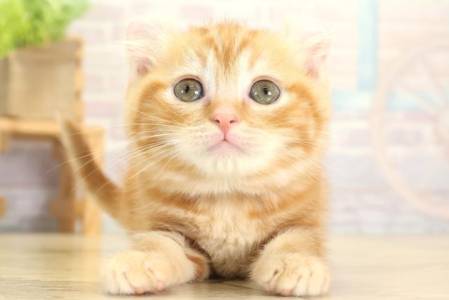 岐阜県のアメリカンカール (Coo&RIKU岐南店/2025年10月11日生まれ/女の子/レッドタビー)の子猫の1枚目の画像