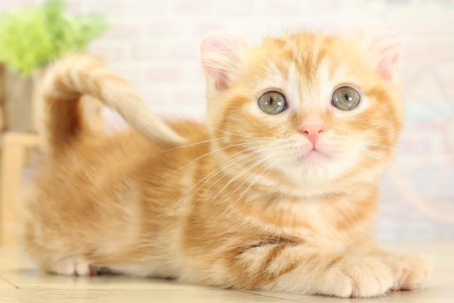 岐阜県のアメリカンカール (Coo&RIKU岐南店/2025年10月11日生まれ/女の子/レッドタビー)の子猫の2枚目の画像