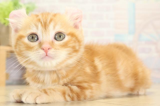 岐阜県のアメリカンカール (Coo&RIKU岐南店/2025年10月11日生まれ/女の子/レッドタビー)の子猫の3枚目の画像