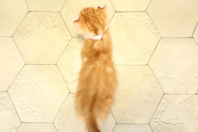 岐阜県のアメリカンカール (Coo&RIKU岐南店/2025年10月11日生まれ/女の子/レッドタビー)の子猫の4枚目の画像