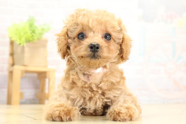 岐阜県のトイプードル(トイ) (Coo&RIKU岐南店/2025年10月11日生まれ/女の子/アプリコット)の子犬の1枚目の画像