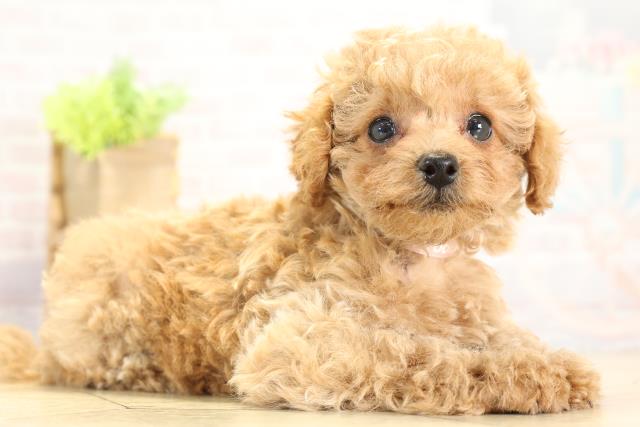 岐阜県のトイプードル(トイ) (Coo&RIKU岐南店/2025年10月11日生まれ/女の子/アプリコット)の子犬の2枚目の画像