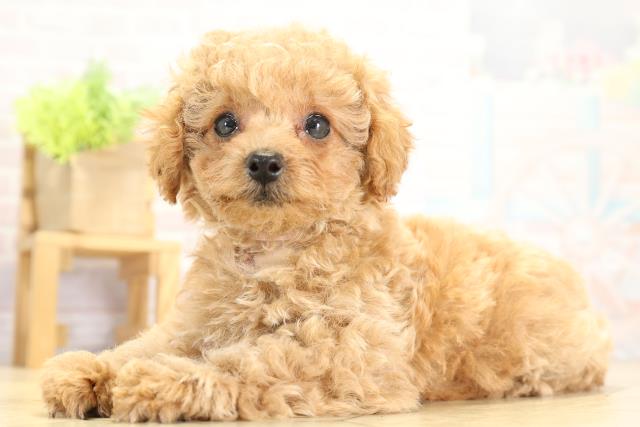 岐阜県のトイプードル(トイ) (Coo&RIKU岐南店/2025年10月11日生まれ/女の子/アプリコット)の子犬の3枚目の画像