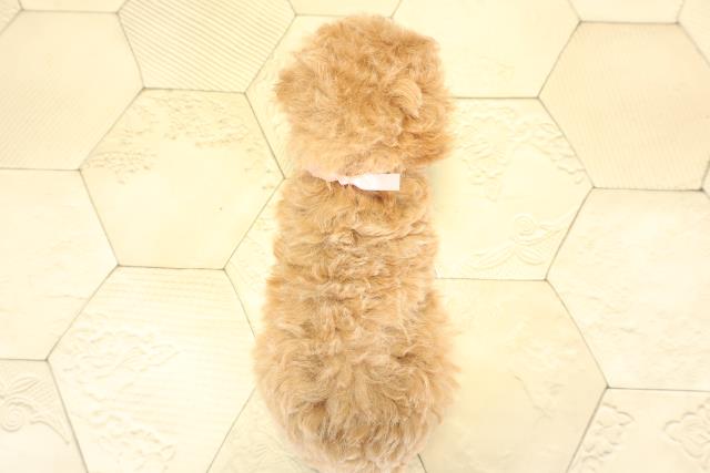 岐阜県のトイプードル(トイ) (Coo&RIKU岐南店/2025年10月11日生まれ/女の子/アプリコット)の子犬の4枚目の画像