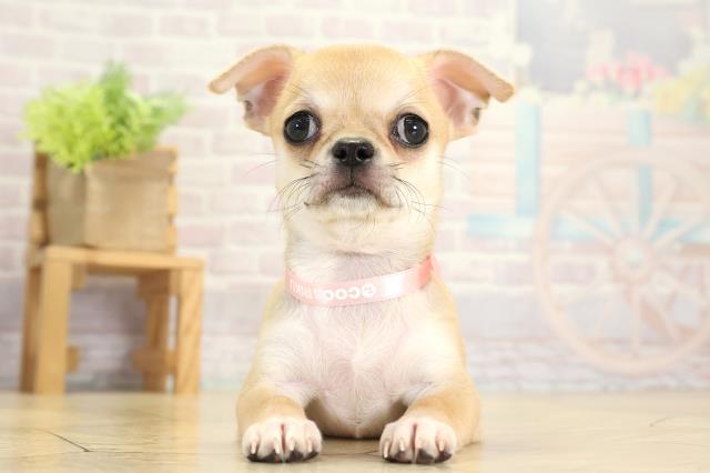 岐阜県のチワワ(スムース) (Coo&RIKU岐阜店/2025年10月13日生まれ/女の子/フォーン)の子犬の1枚目の画像