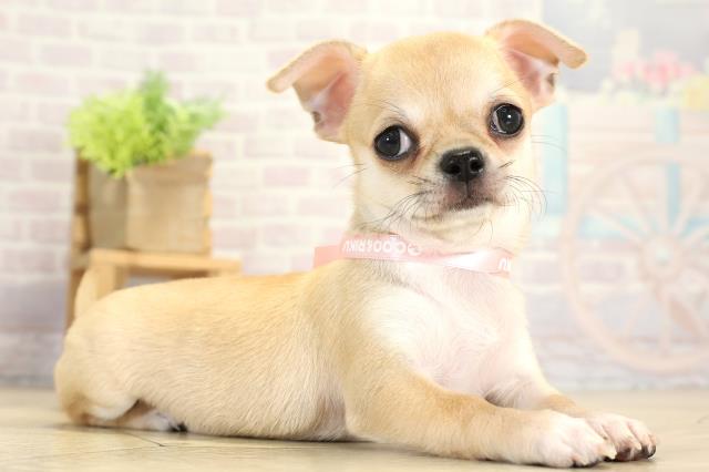 岐阜県のチワワ(スムース) (Coo&RIKU岐阜店/2025年10月13日生まれ/女の子/フォーン)の子犬の2枚目の画像