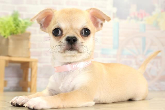 岐阜県のチワワ(スムース) (Coo&RIKU岐阜店/2025年10月13日生まれ/女の子/フォーン)の子犬の3枚目の画像