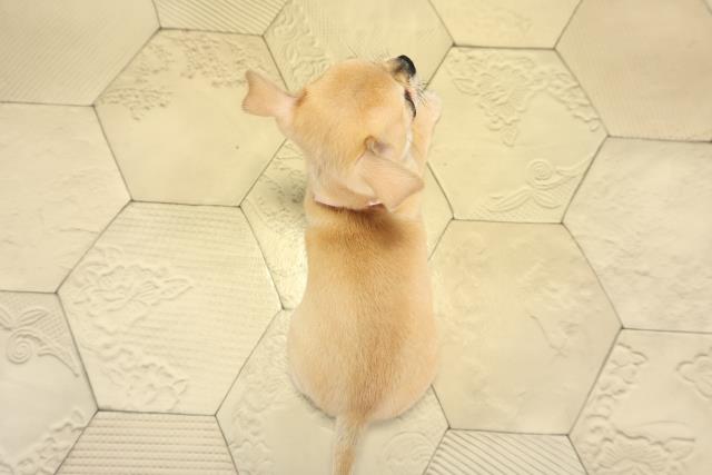 岐阜県のチワワ(スムース) (Coo&RIKU岐阜店/2025年10月13日生まれ/女の子/フォーン)の子犬の4枚目の画像