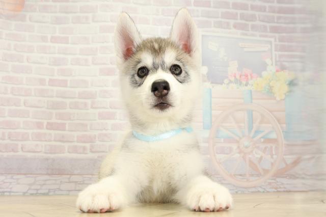 シベリアンハスキー