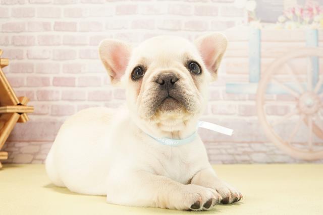 静岡県のフレンチブルドッグ (Coo&RIKU浜松店/2025年10月10日生まれ/男の子/クリーム)の子犬の2枚目の画像