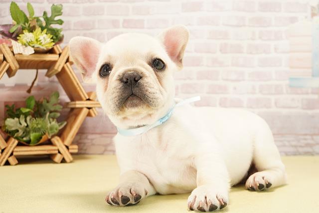 静岡県のフレンチブルドッグ (Coo&RIKU浜松店/2025年10月10日生まれ/男の子/クリーム)の子犬の3枚目の画像