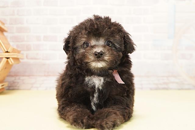 静岡県のトイプードル(トイ) (Coo&RIKU掛川店/2025年10月15日生まれ/女の子/グレー)の子犬の1枚目の画像