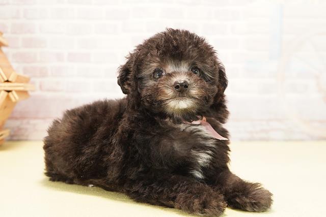 静岡県のトイプードル(トイ) (Coo&RIKU掛川店/2025年10月15日生まれ/女の子/グレー)の子犬の2枚目の画像