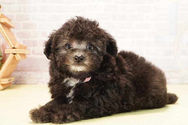 静岡県のトイプードル(トイ) (Coo&RIKU掛川店/2025年10月15日生まれ/女の子/グレー)の子犬の3枚目の画像