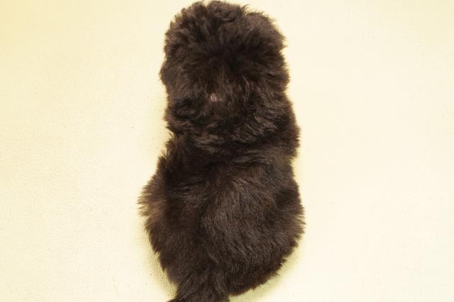 静岡県のトイプードル(トイ) (Coo&RIKU掛川店/2025年10月15日生まれ/女の子/グレー)の子犬の4枚目の画像